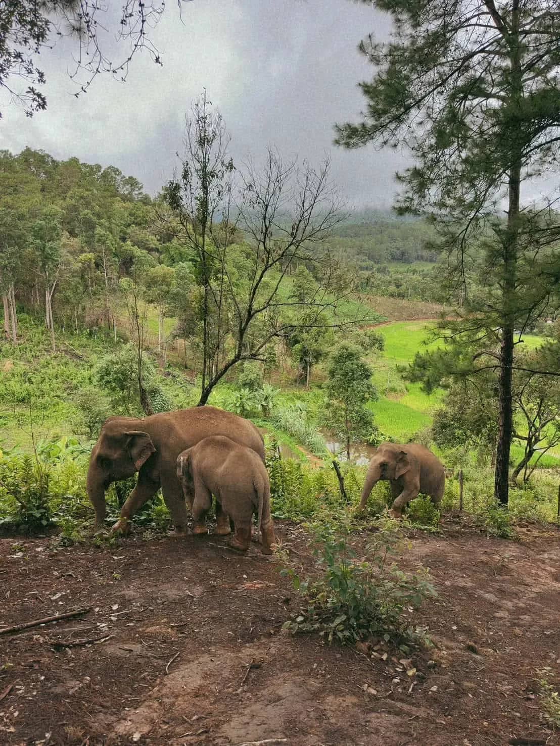 A small herd of elephants walks across a forest clearing with green hills behind
