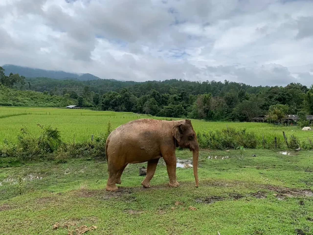A single elephant walks across a green field below forested hills at Elephant Pride Sanctuary