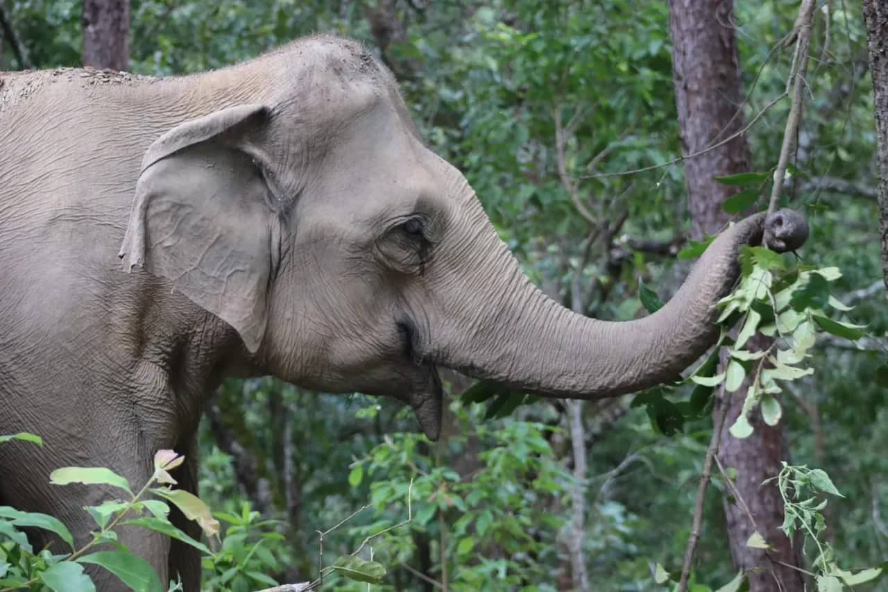 An elephant stretches its trunk up to pull leaves from a tree in the forest