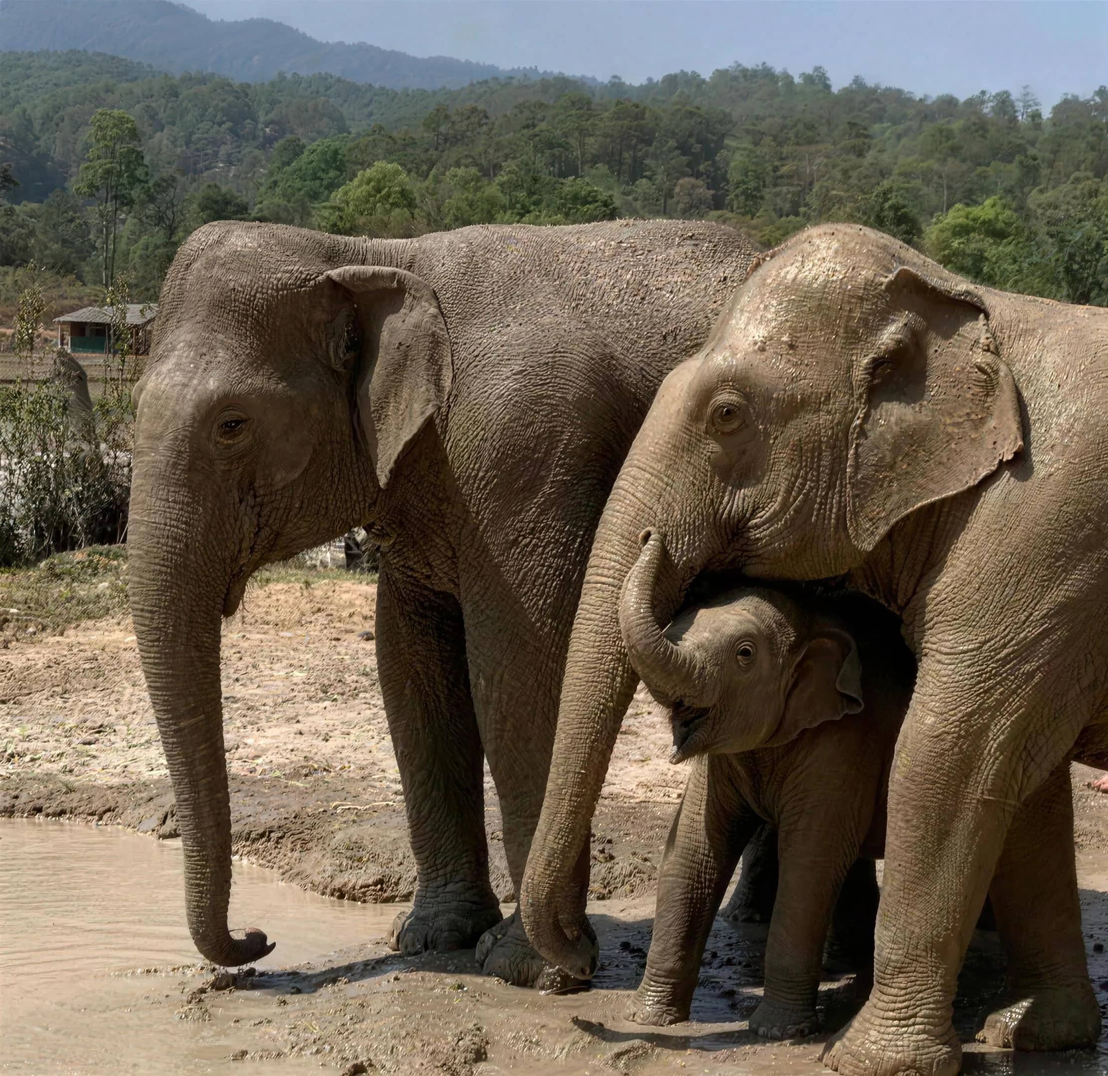Two adult elephants coated in dried mud stand close to a calf on a muddy riverbank