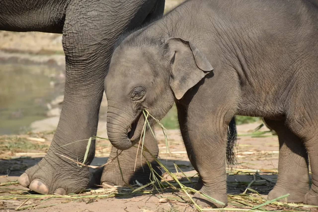 A baby elephant chews a mouthful of grass beside its mother's legs