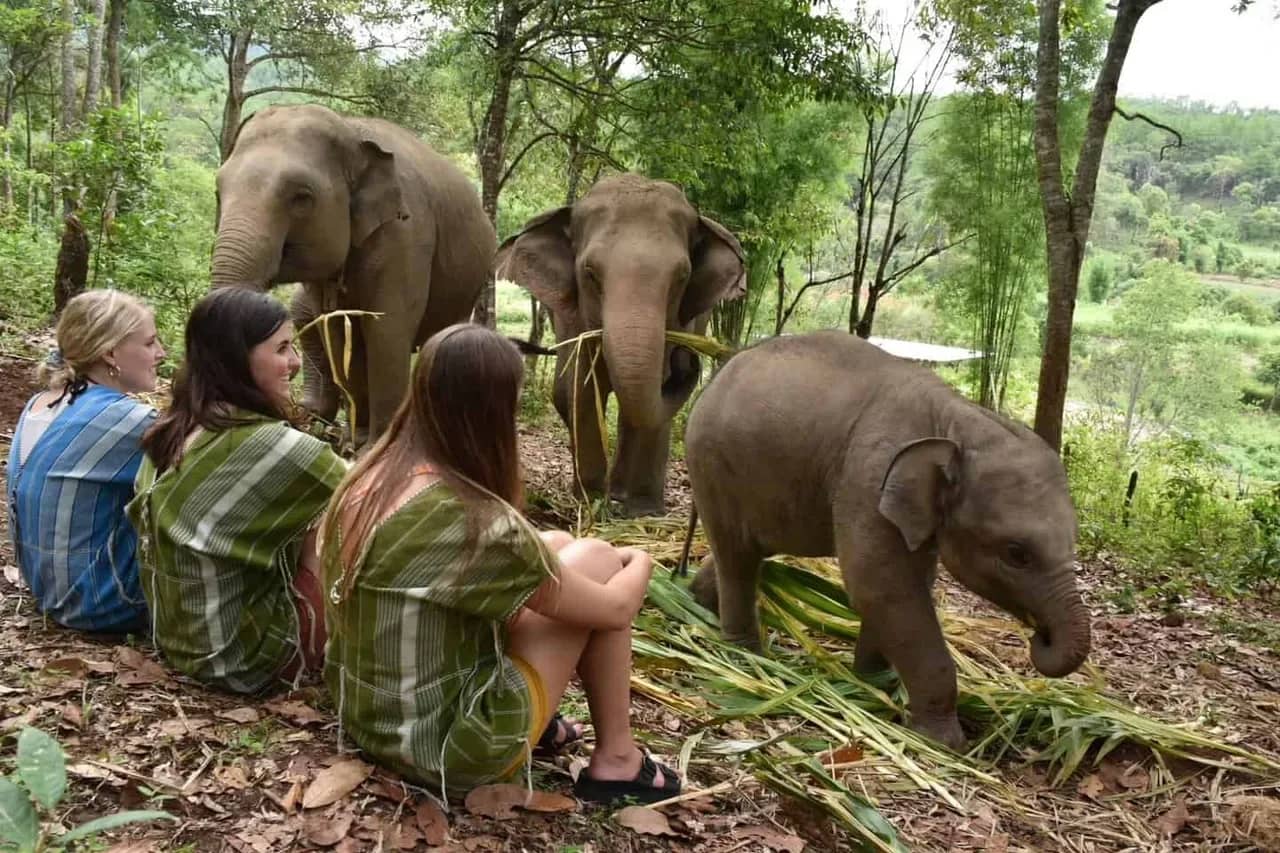 Three visitors sit on the forest floor watching a baby elephant and two adults eat grass