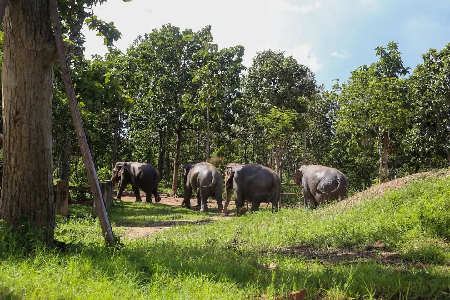 Elephant Care + Sticky Waterfall Tour - photo 7