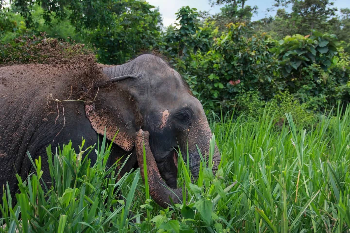 Half Day Morning - Mae Rim Elephant Sanctuary - photo 6