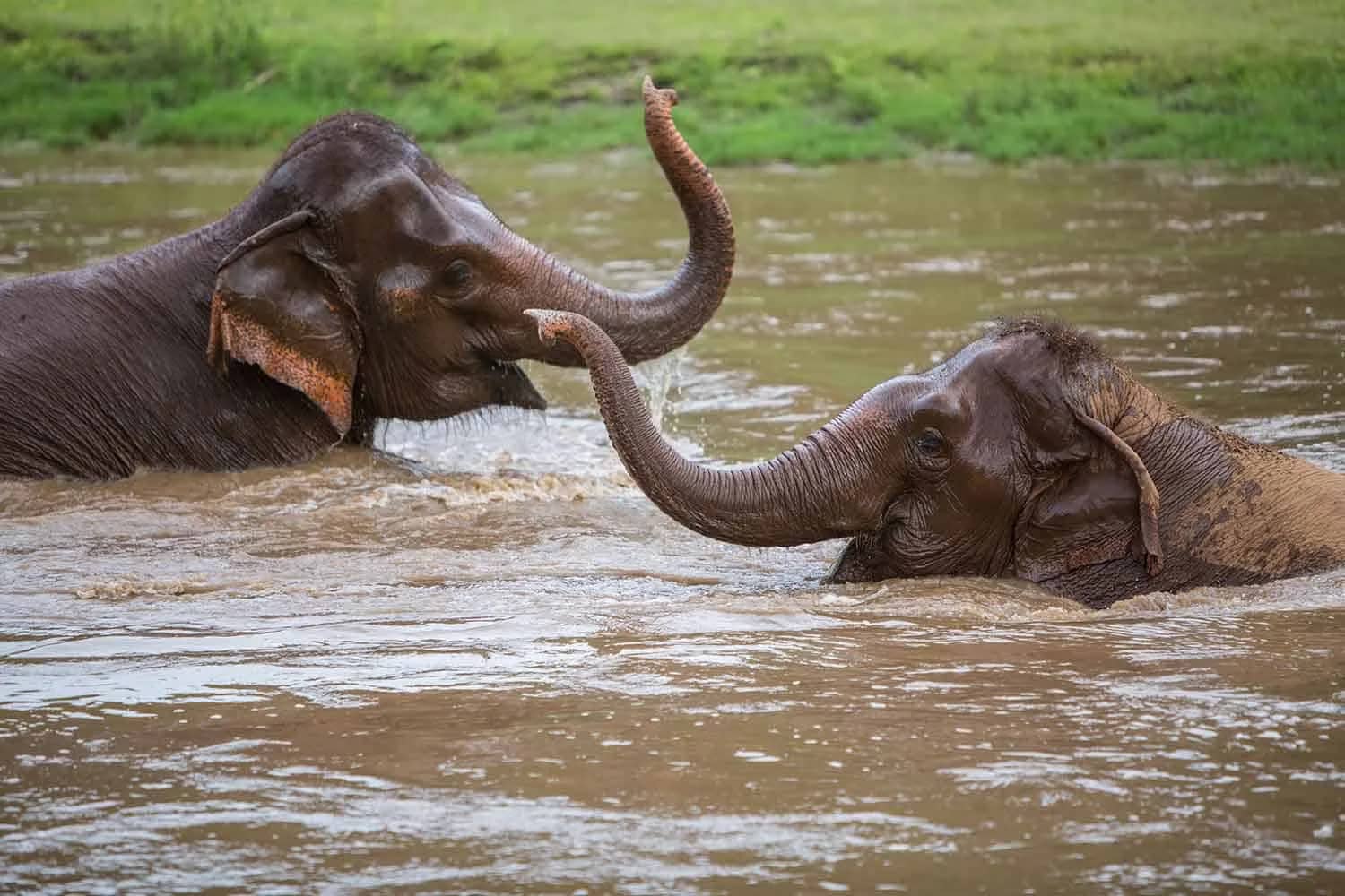Half Day Morning Visit to Elephant Nature Park
