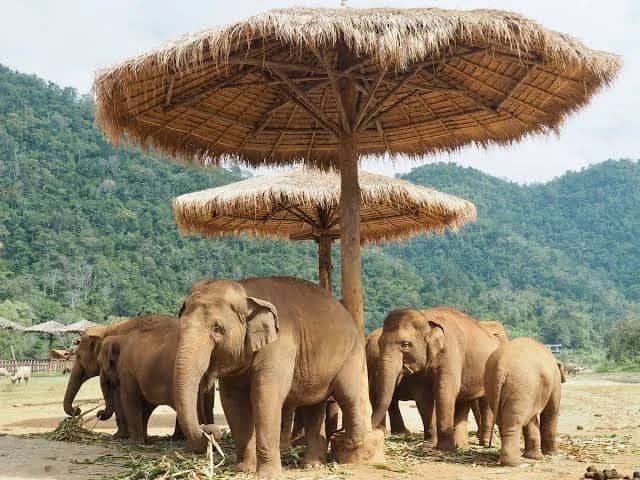 Half Day Morning Visit to Elephant Nature Park - photo 2