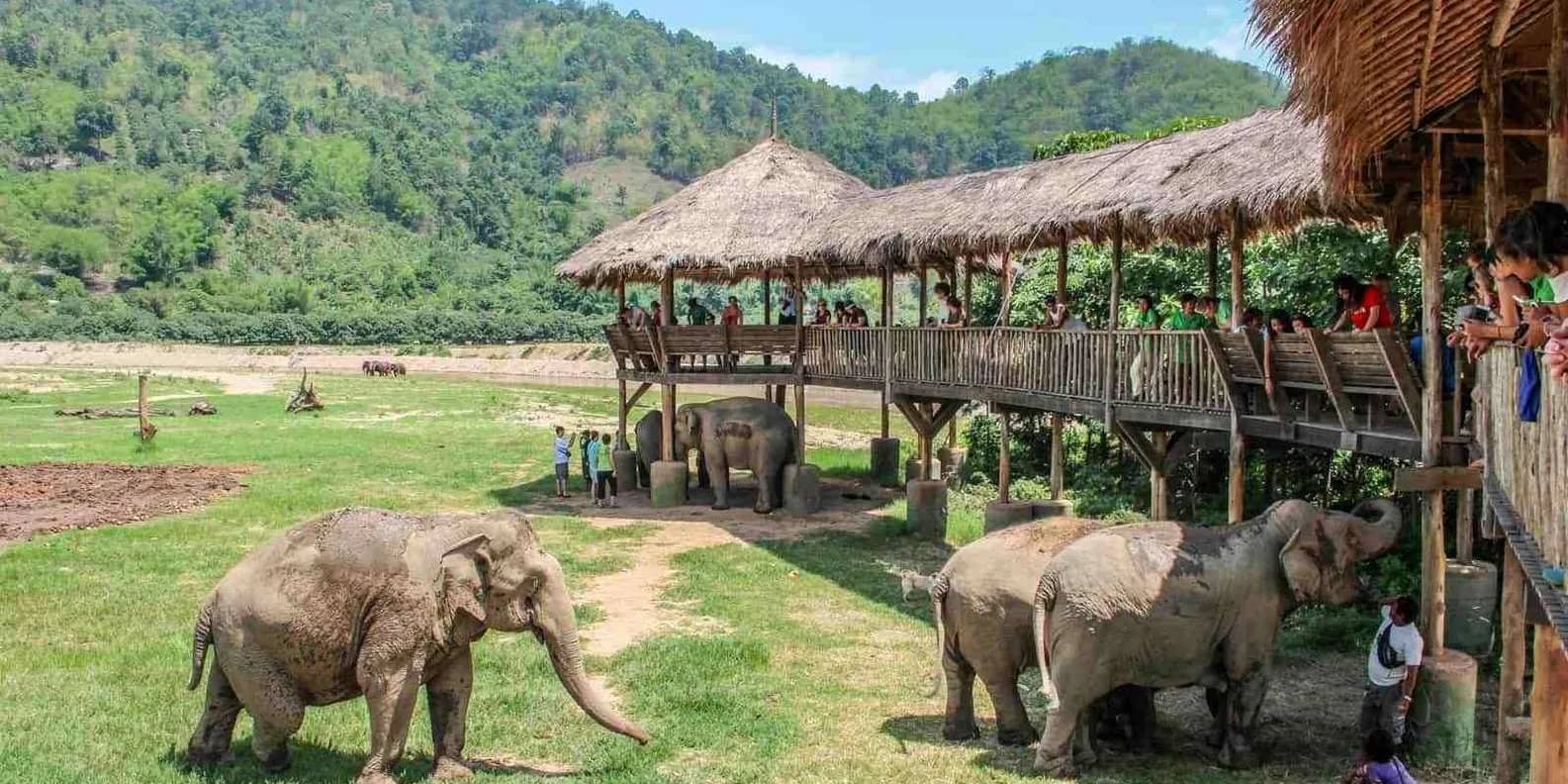 SkyWalk (Elephant Nature Park) - photo 4