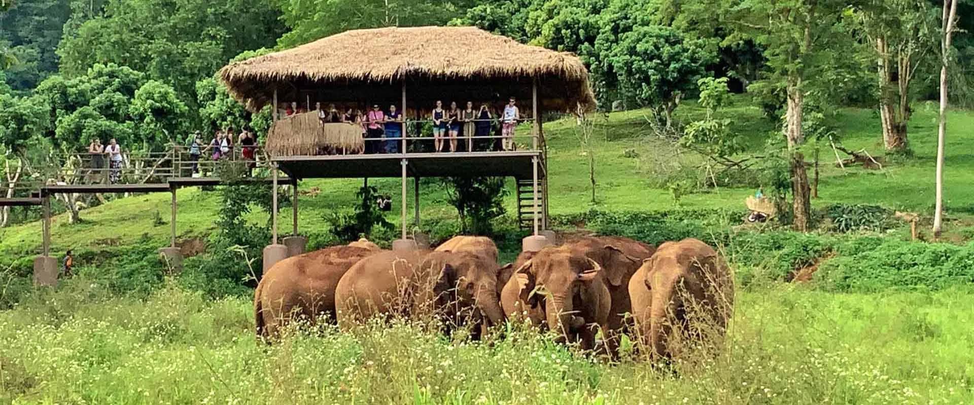 SkyWalk (Elephant Nature Park) - photo 2