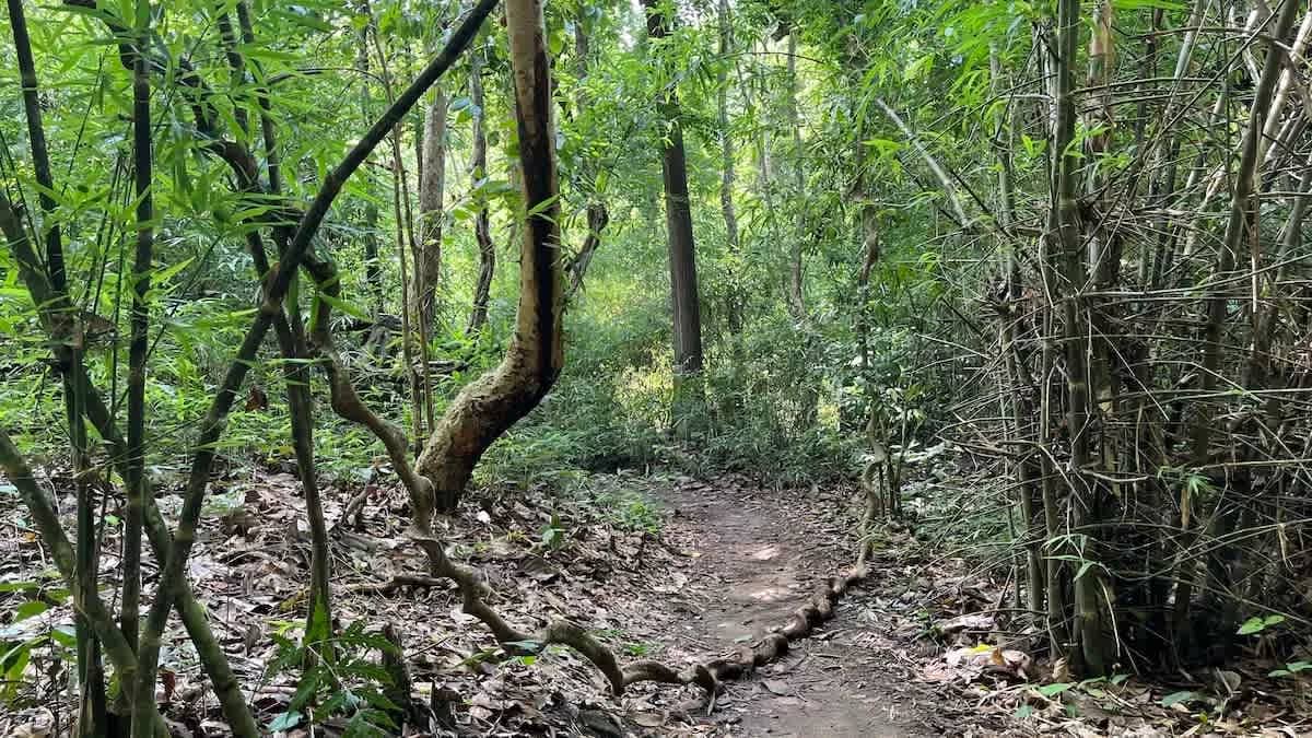 Half-day Nature Trek & Waterfall - photo 5