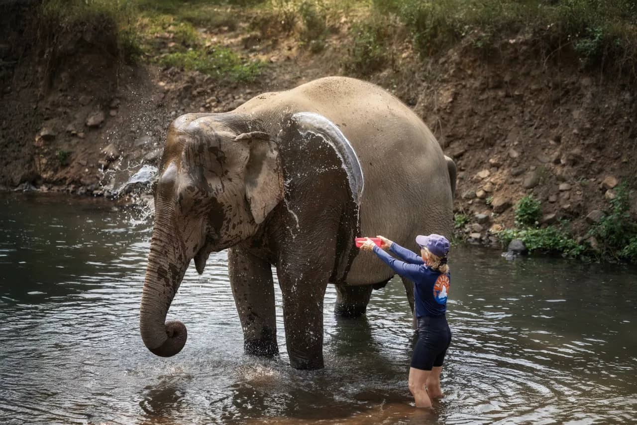 Half Day Premium at Elephant Jungle Sanctuary Phuket (photo 9)