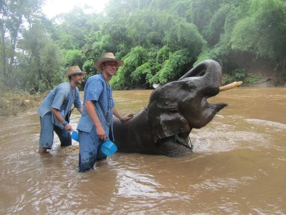 Half Day Program: Elephant Care & Make herbal medicine ball