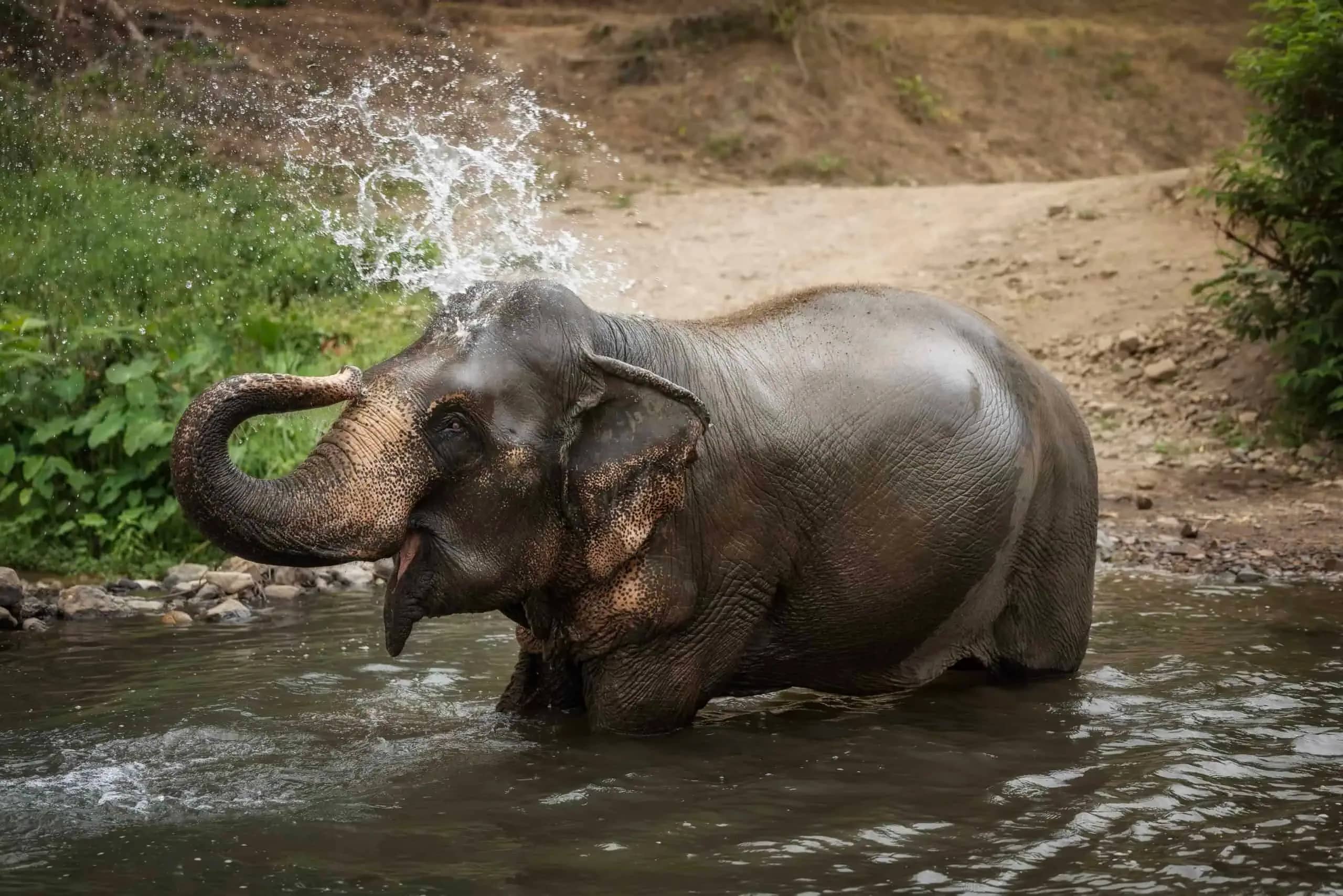 Half Day Visit - Elephant Jungle Sanctuary Chiang Mai