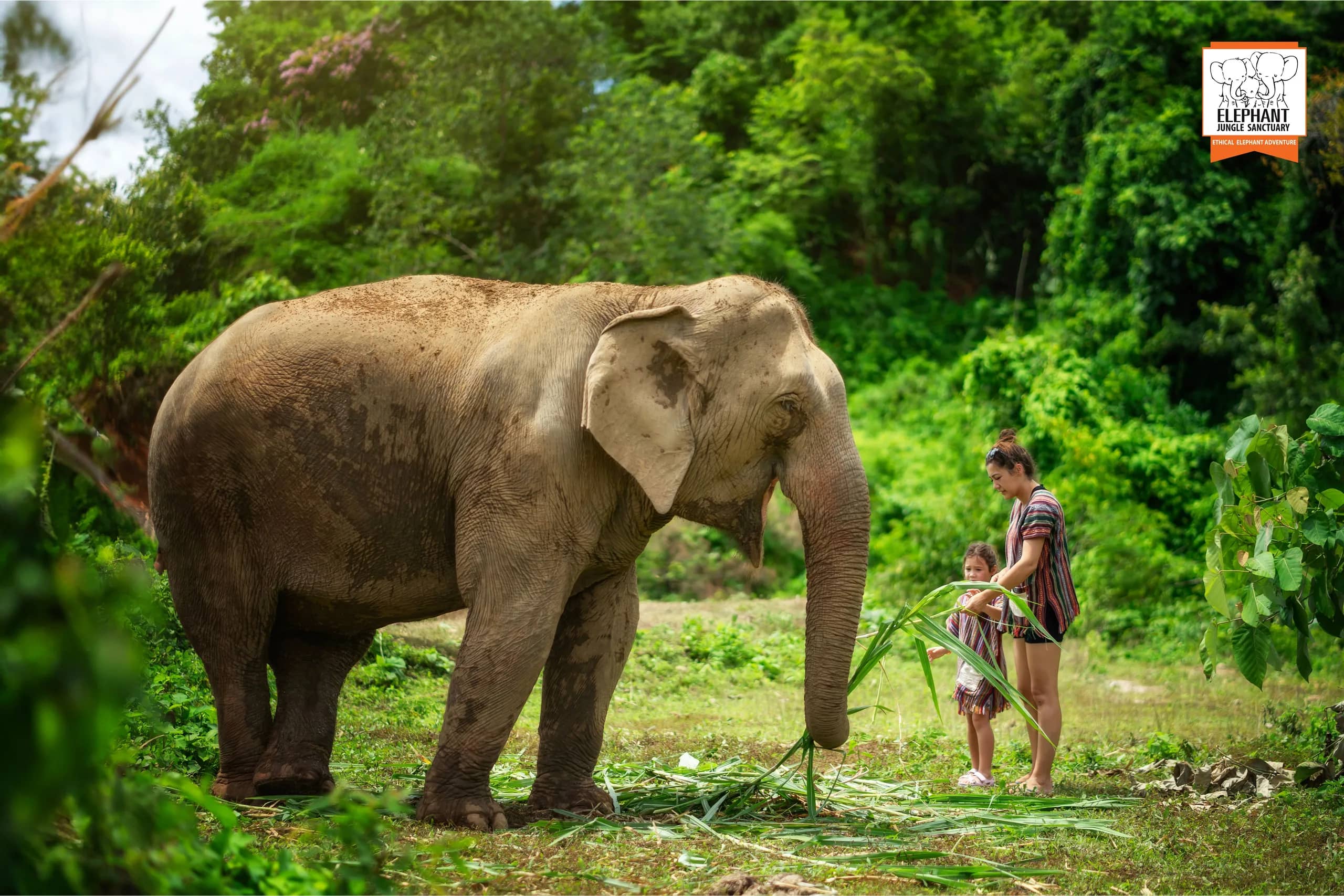 Half Day Visit at Elephant Jungle Sanctuary Chiang Mai (photo 2)