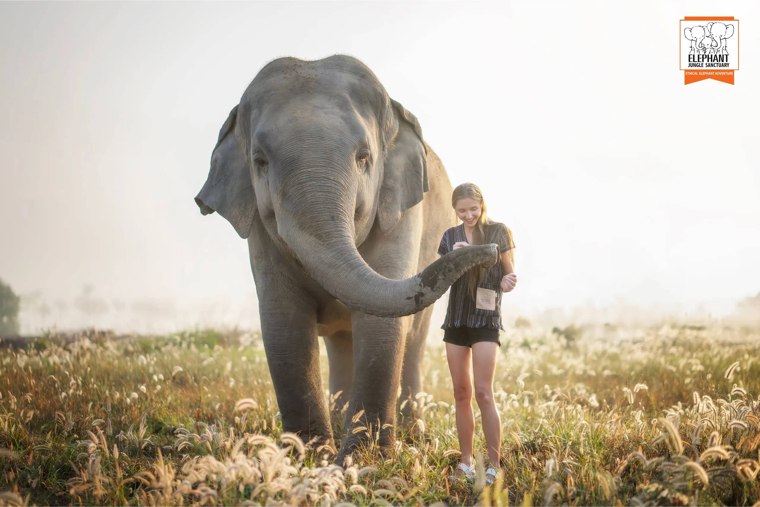 Half Day Visit at Elephant Jungle Sanctuary Pattaya (photo 2)