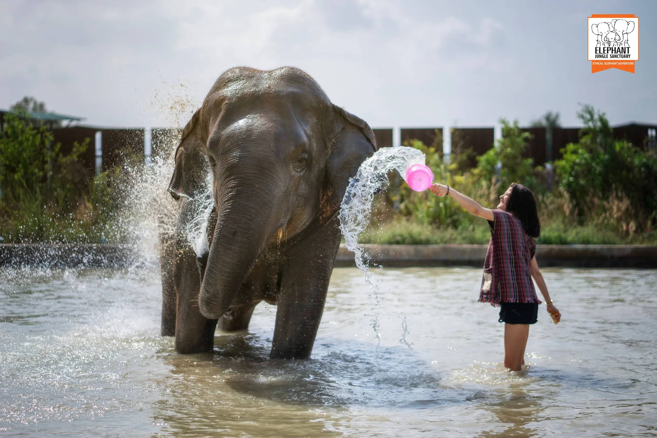 Half Day Visit at Elephant Jungle Sanctuary Pattaya (photo 4)