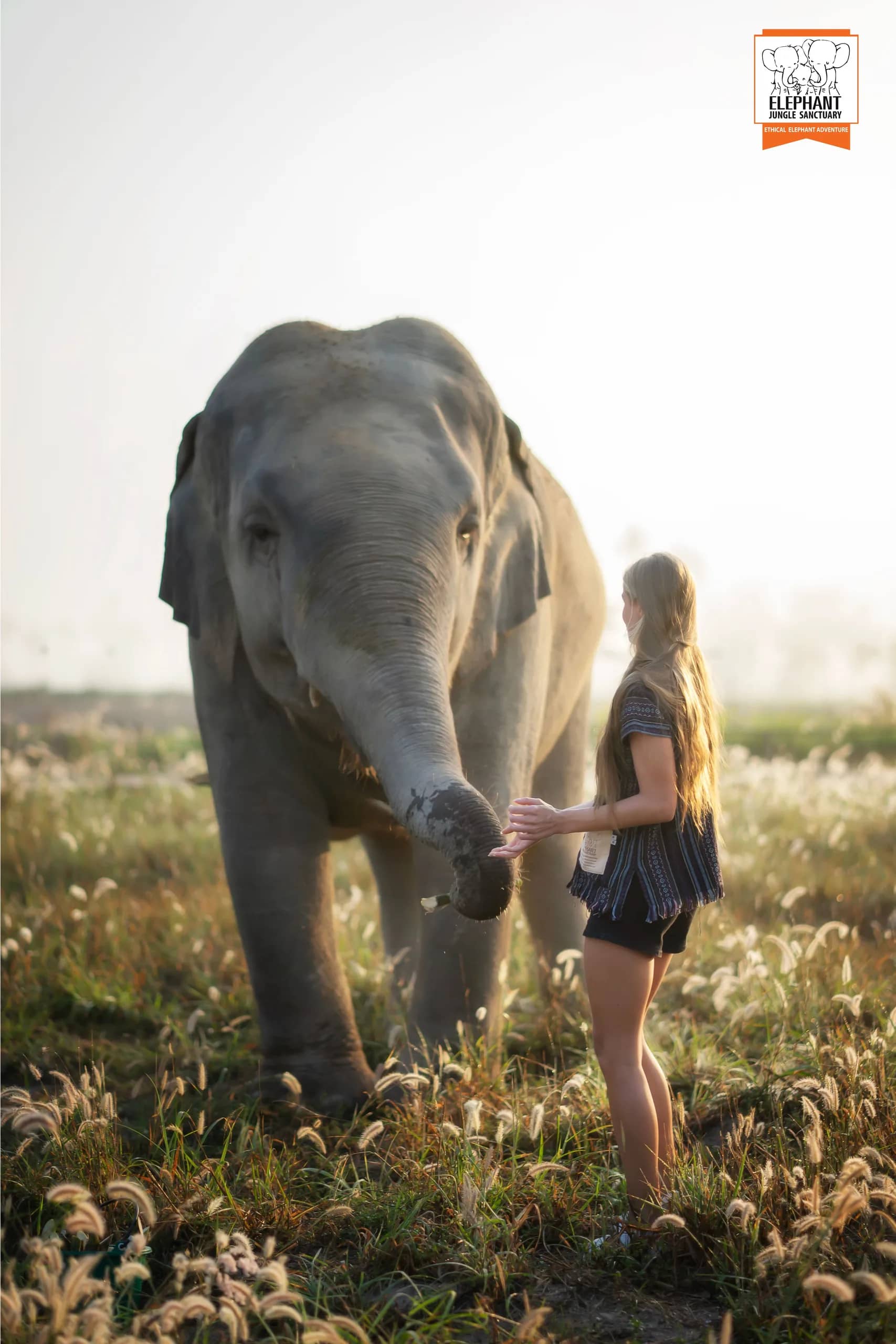 Half Day Visit at Elephant Jungle Sanctuary Pattaya (photo 7)