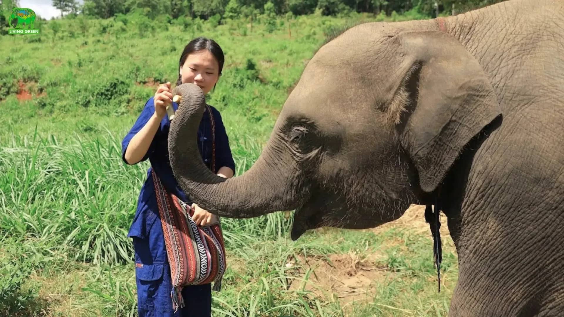 Elephant Sanctuary, Bamboo Rafting & Pad Thai Cooking Experience