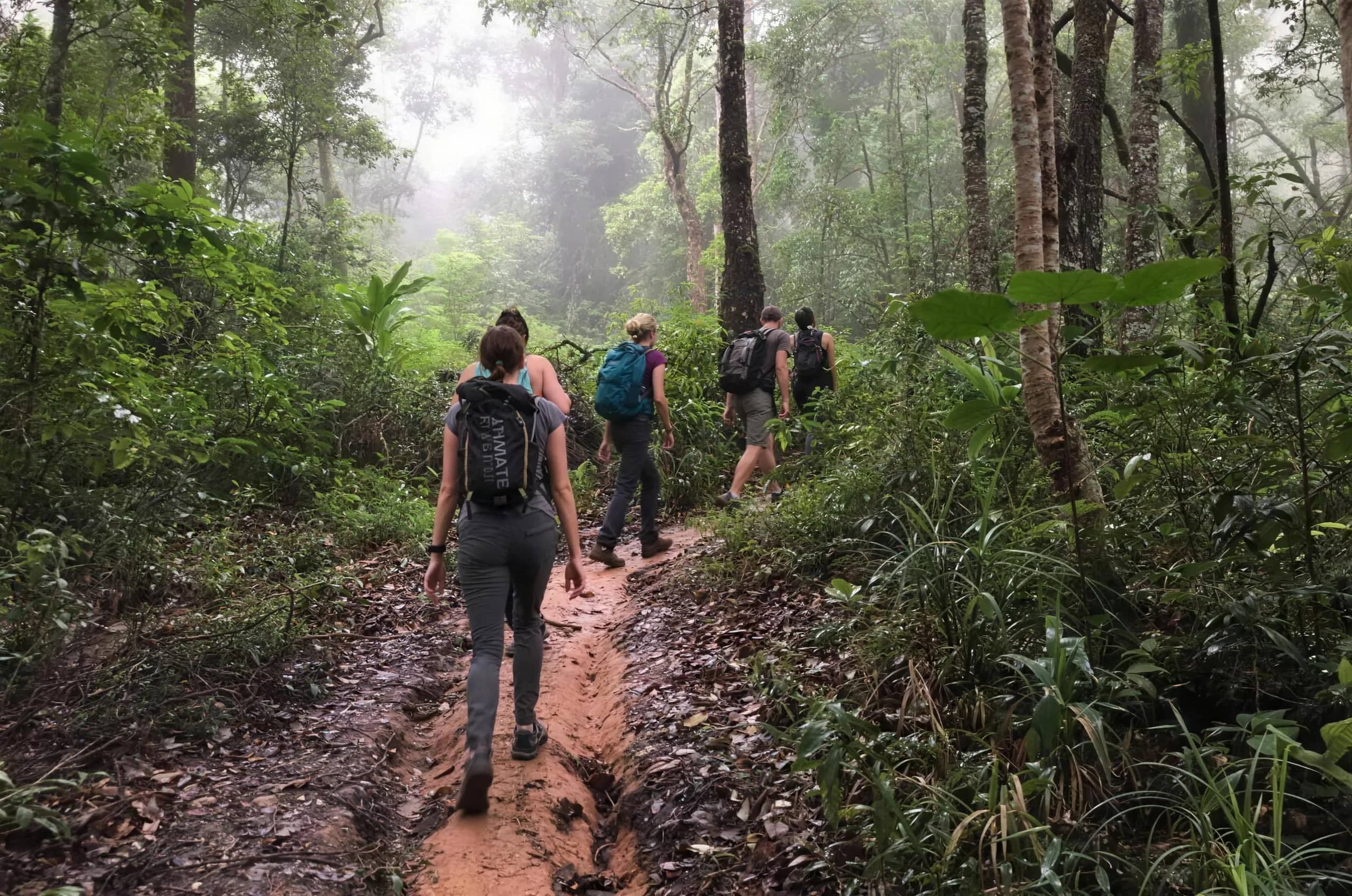 Hikers with backpacks follow a muddy path through misty forest on Doi Suthep-Pui