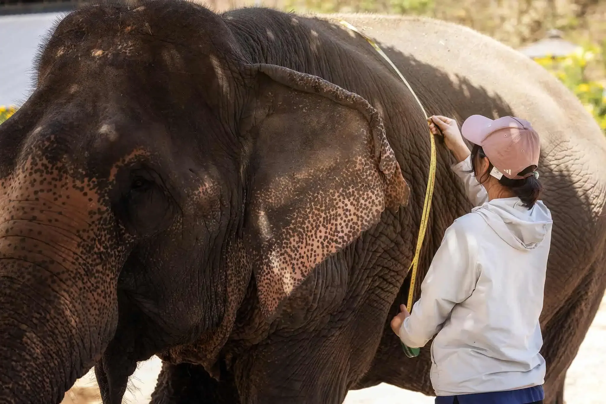 One Day Care - Elephant Jungle Sanctuary Chiang Mai
