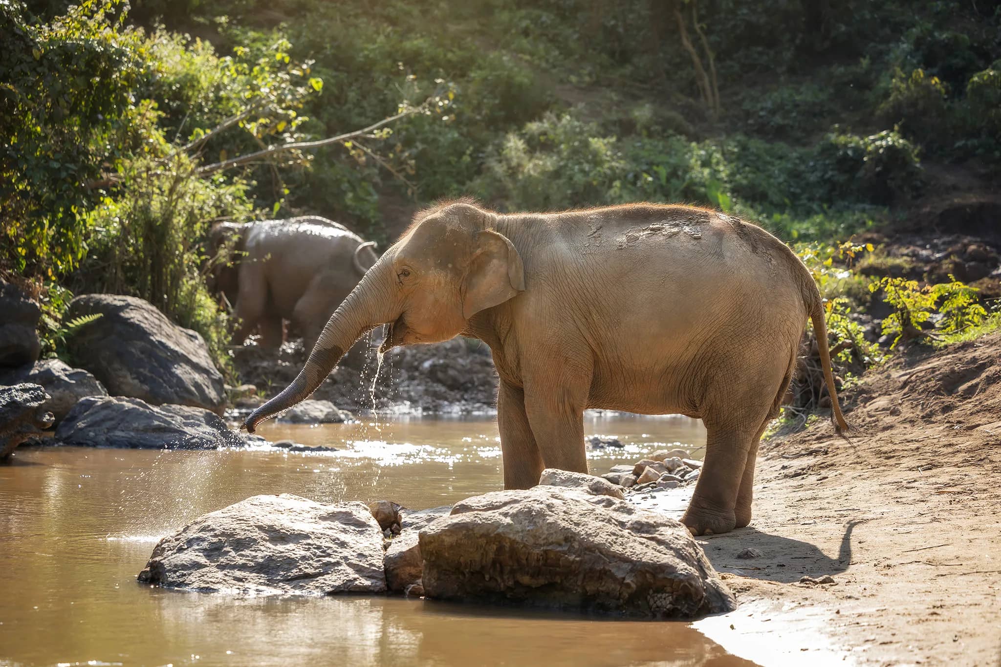One Day Care at Elephant Jungle Sanctuary Chiang Mai (photo 8)