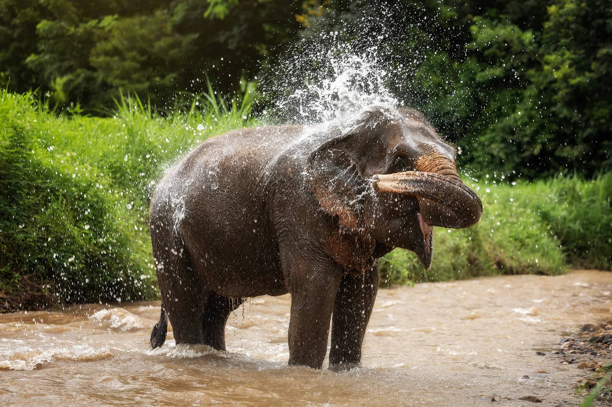 One Day Care at Elephant Jungle Sanctuary Chiang Mai (photo 9)