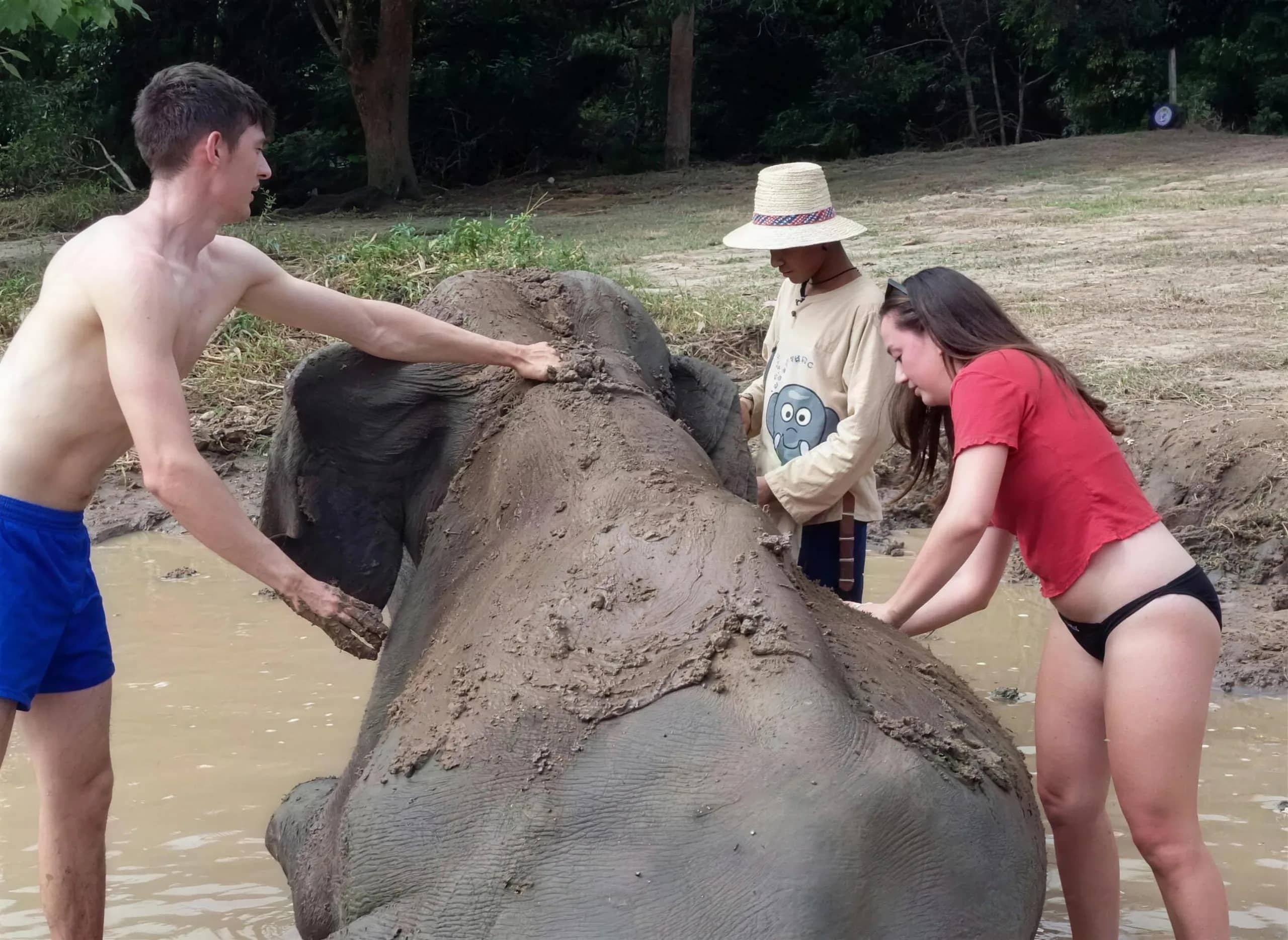 Guests rub mud onto an elephant lying in a muddy pool at Chiangmai Elephant Home