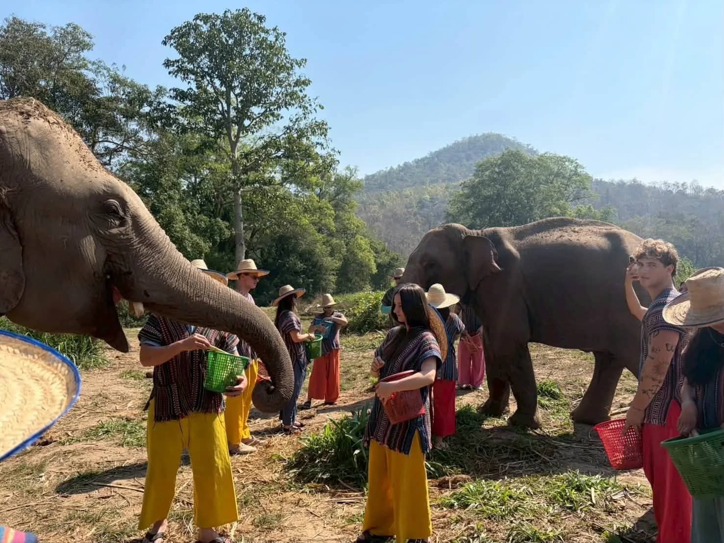 One Day Elephant Experience