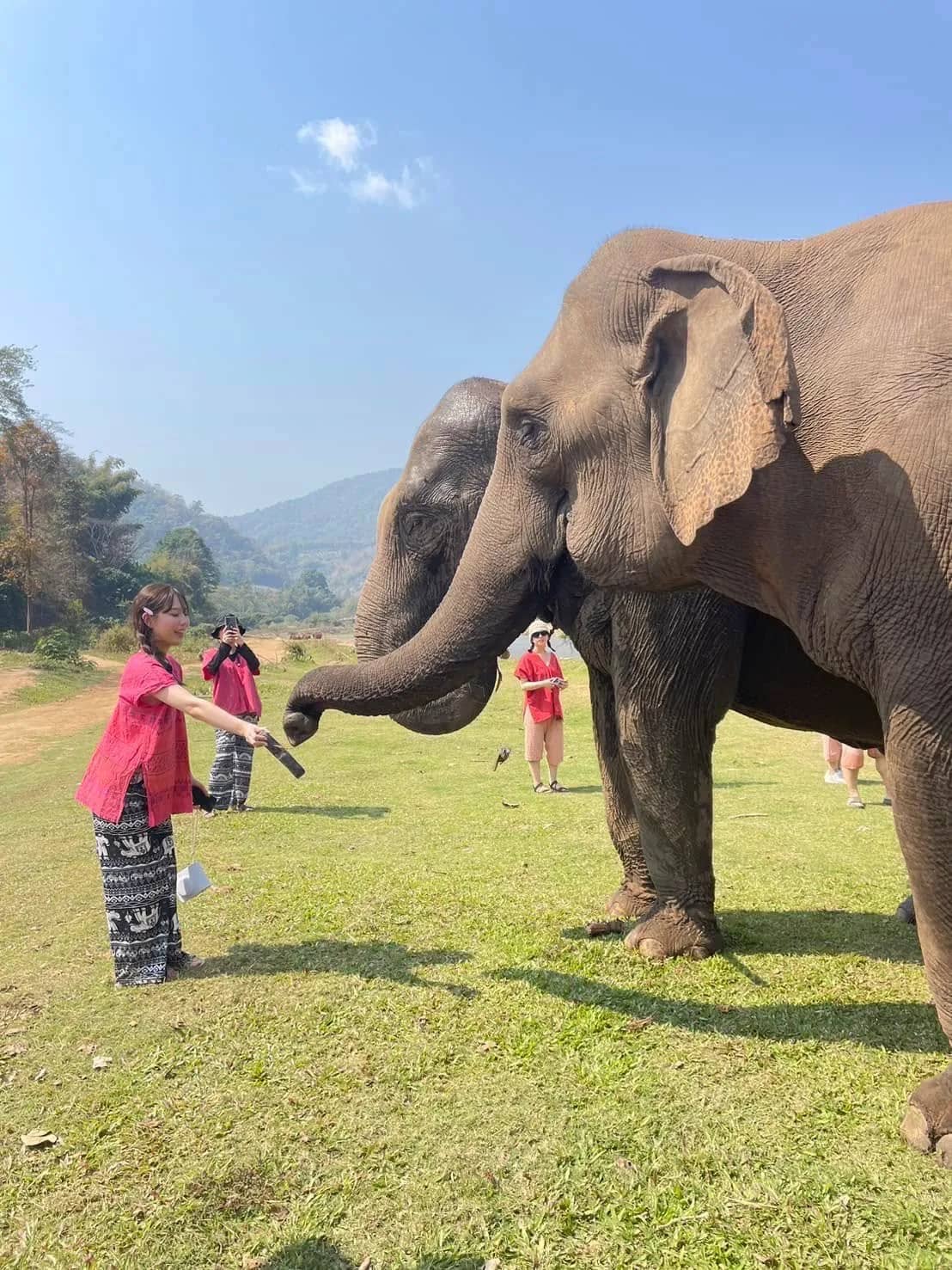 One Day Elephant Lover - Chang Thai Heritage Elephant Sanctuary