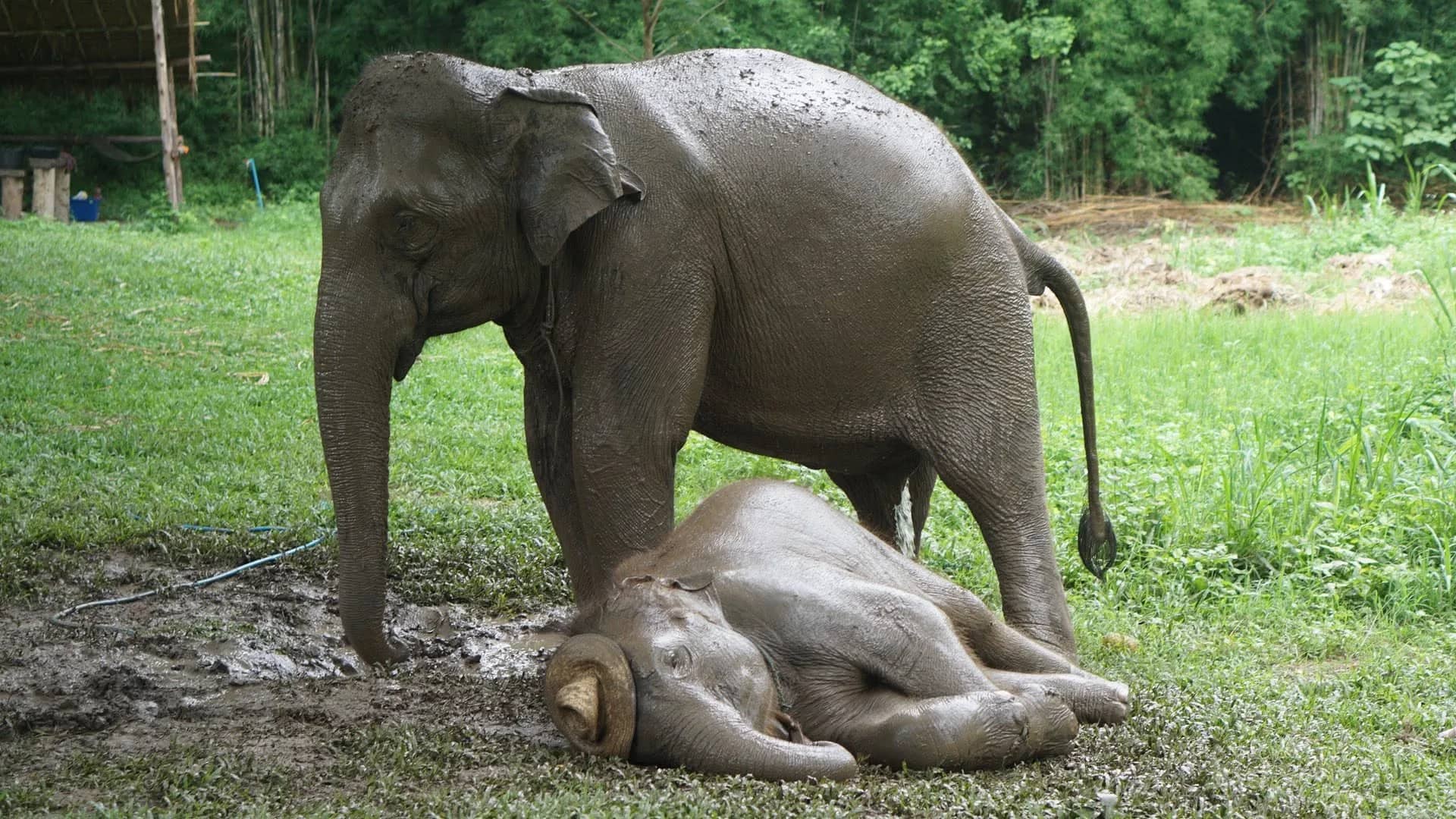 One Day Elephant Lover + Whitewater Rafting + Sticky Waterfall - photo 2