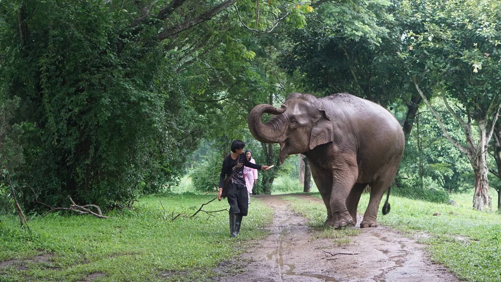 One Day Elephant Lover + Whitewater Rafting + Sticky Waterfall - photo 3