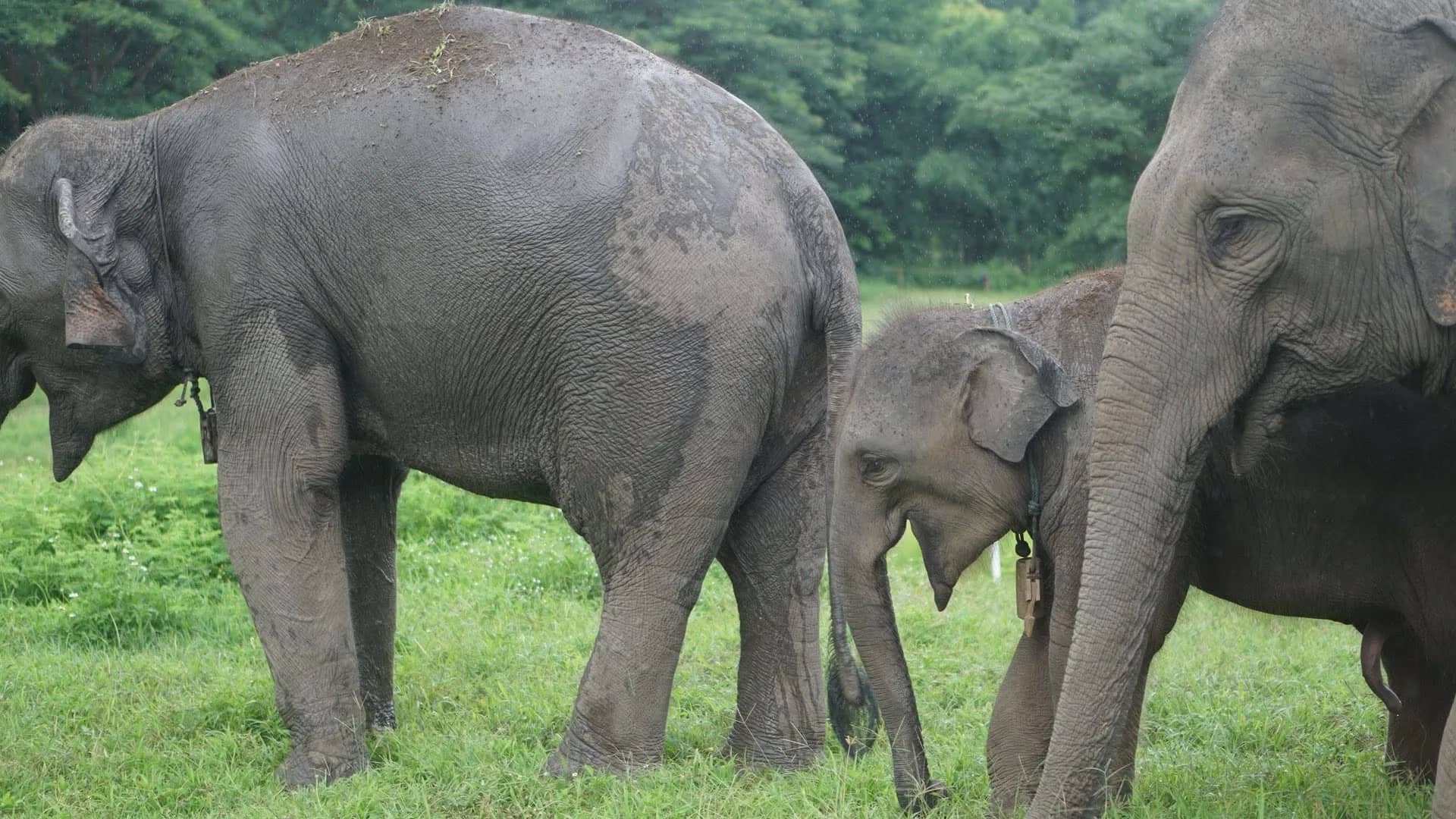 Half Day Elephant Lover - Chang Thai Heritage Elephant Sanctuary - photo 6