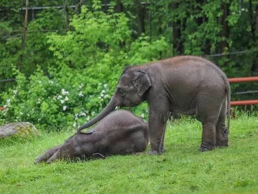One-Day Ethical Elephant , Culture & Wellness Experience - photo 4