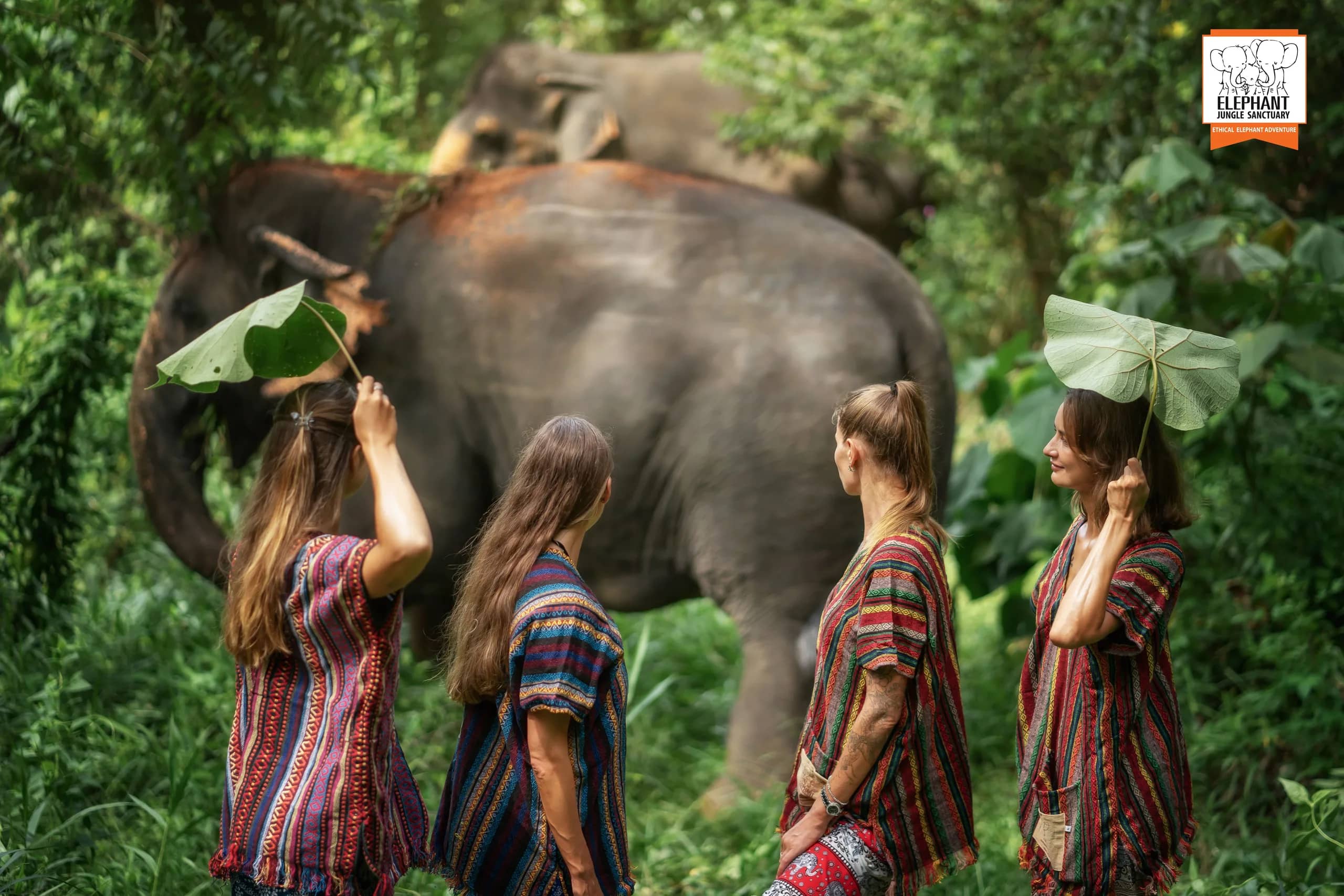 One Day Walk with Elephant - Elephant Jungle Sanctuary Phuket