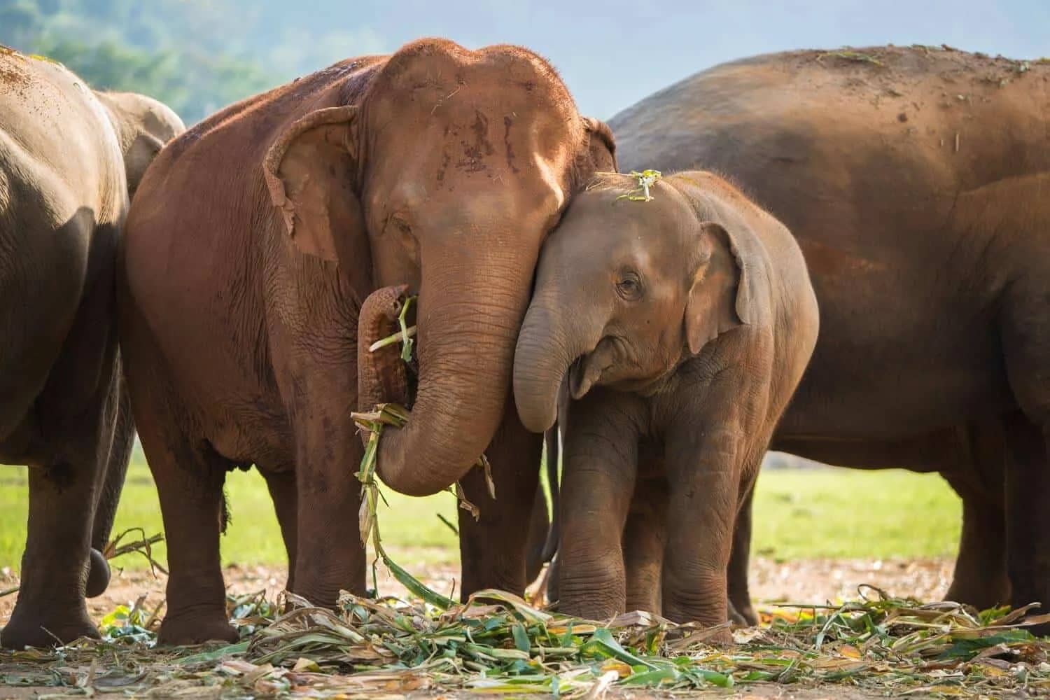 Overnight Elephant Nature Park (2 Days + 1 Night)