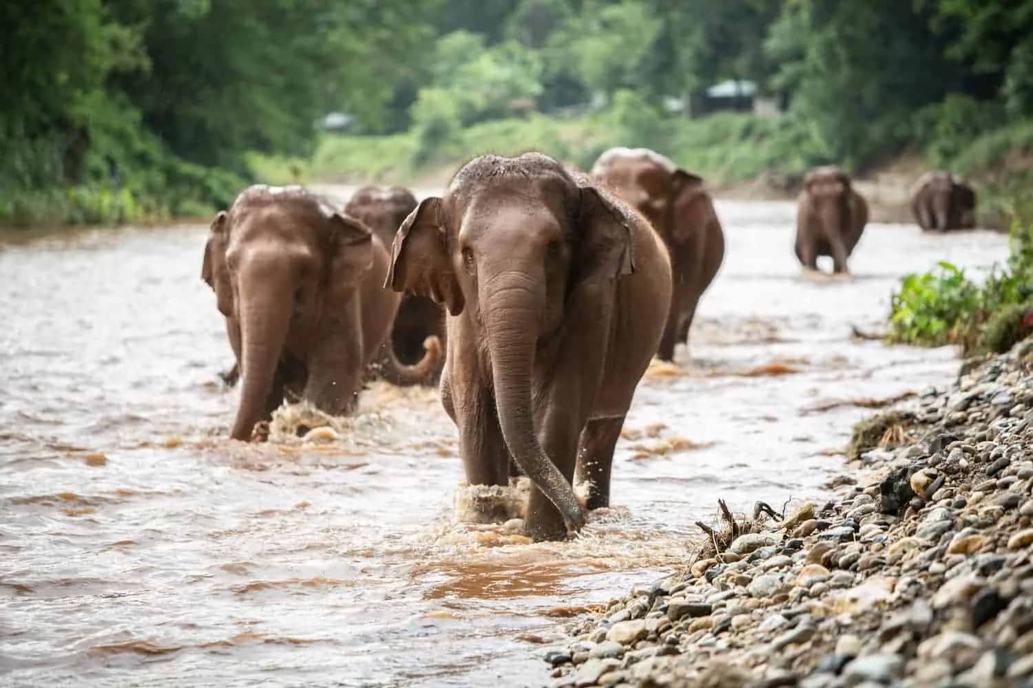 Overnight Elephant Nature Park (2 Days + 1 Night) - photo 2