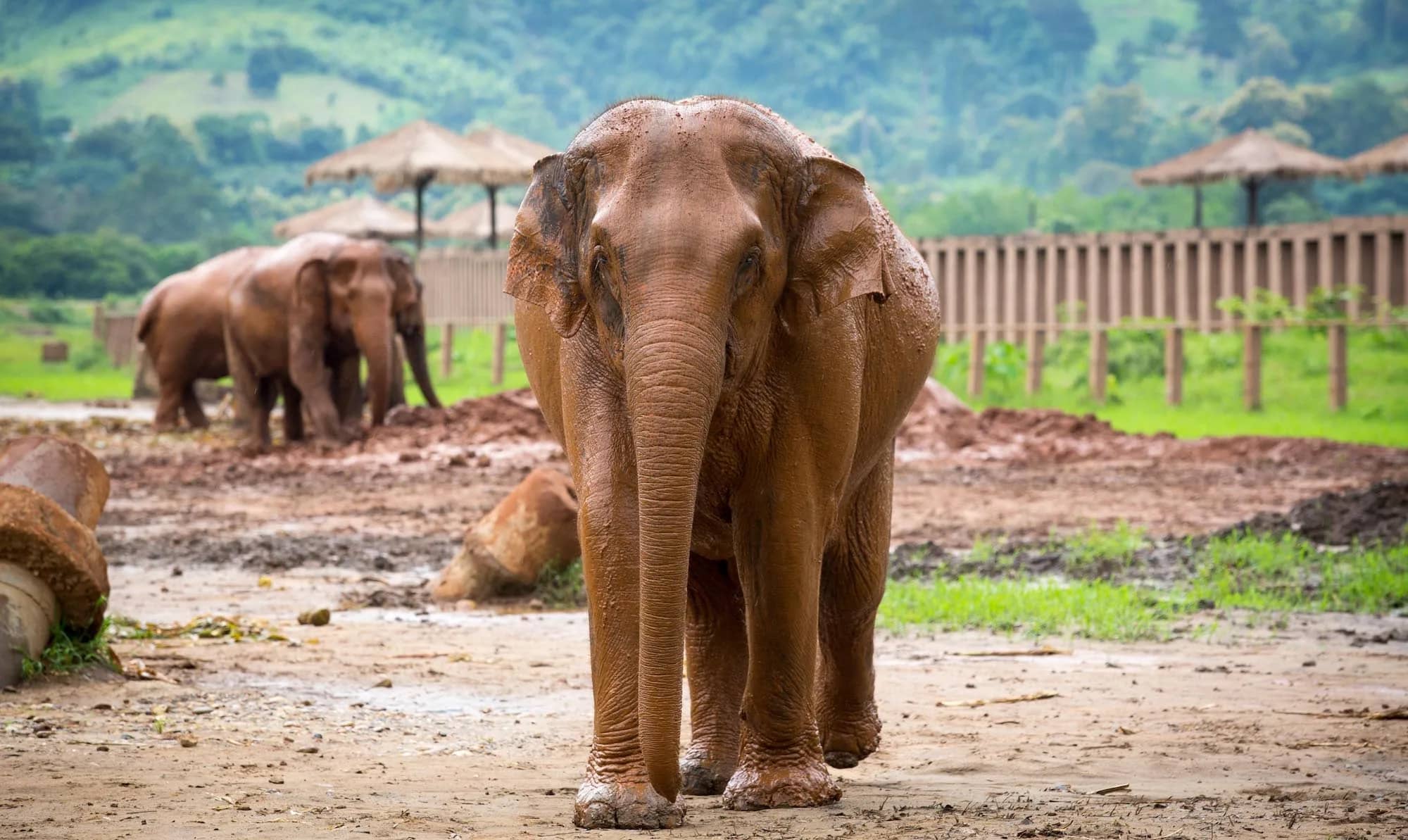 Sunshine for Elephants (Elephant Nature Park) - photo 4
