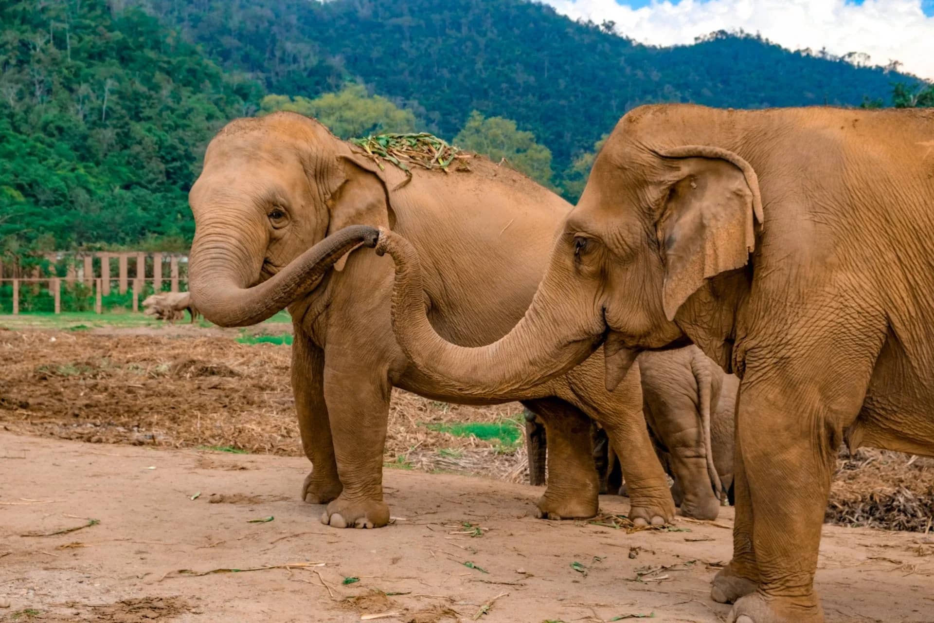 Overnight Elephant Nature Park (2 Days + 1 Night) - photo 4