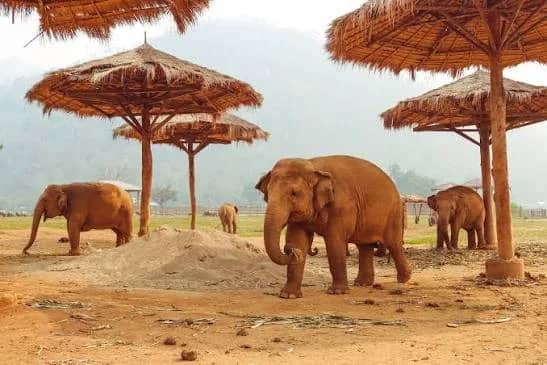 Sunshine for Elephants (Elephant Nature Park) - photo 5
