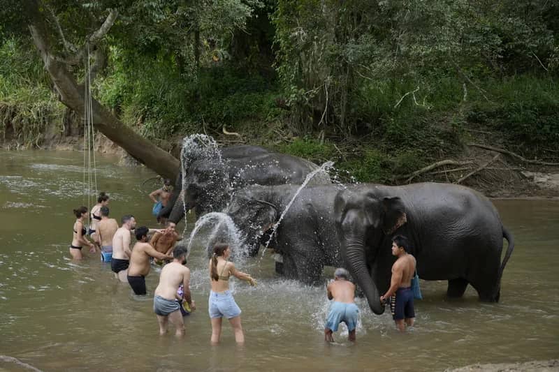 Elephant Sanctuary and Thai Cooking Workshop