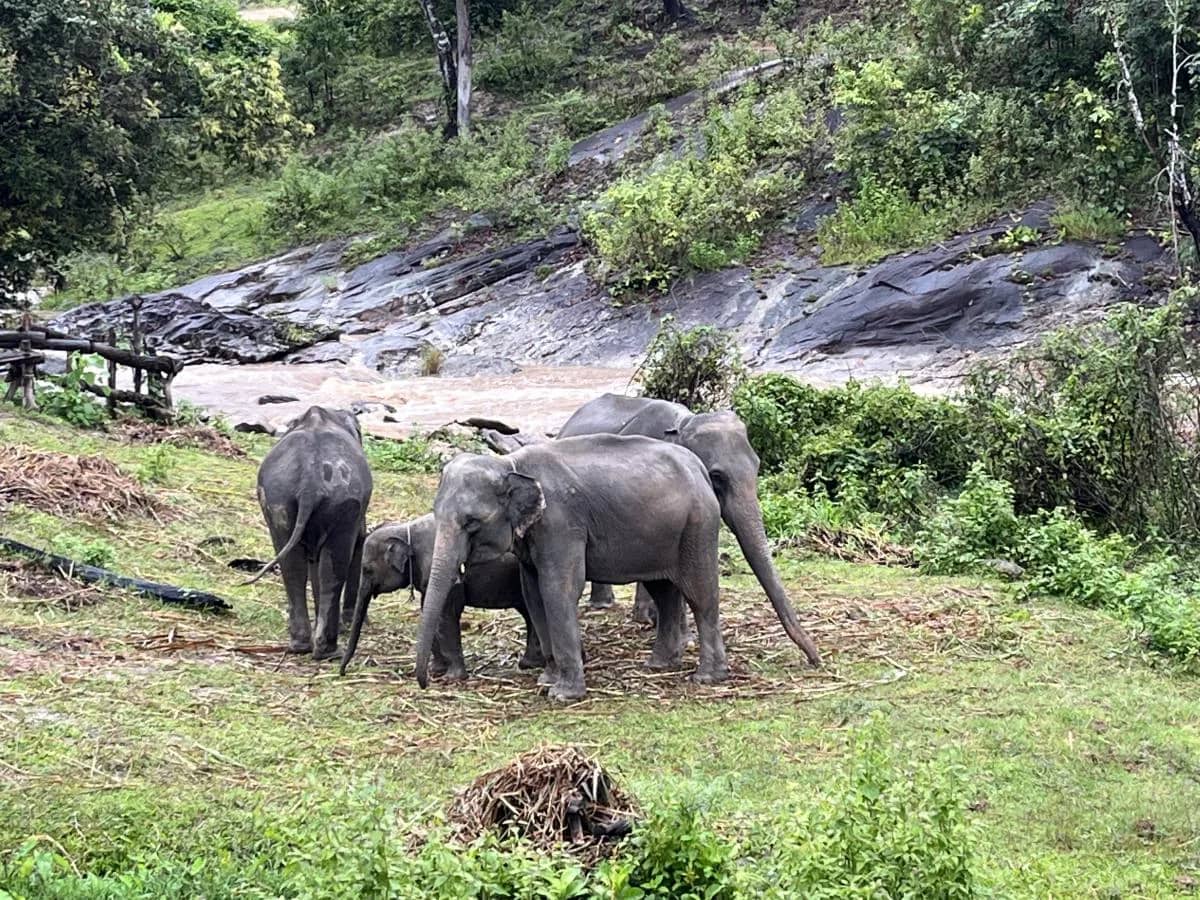 Pon Elephant Sanctuary - Waterfall - Bamboo Rafting - photo 2