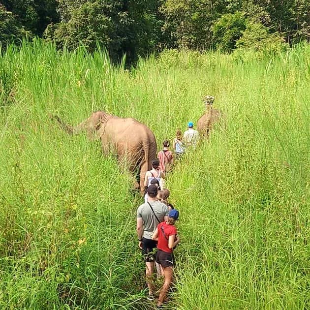 Single Day Visit - Chiang Mai Thailand Karen Elephant Serenity