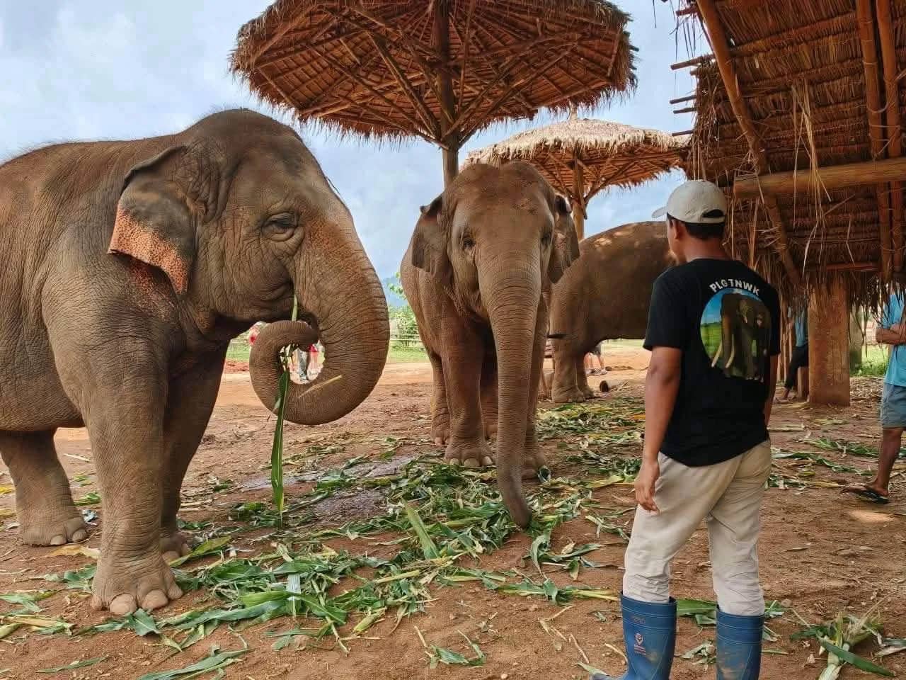 Single Day Visit - Chiang Mai Thailand Karen Elephant Serenity - photo 2