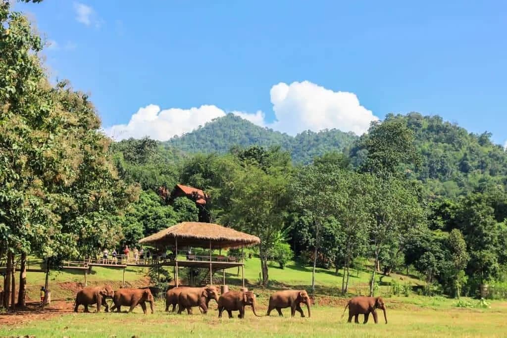 SkyWalk (Elephant Nature Park)