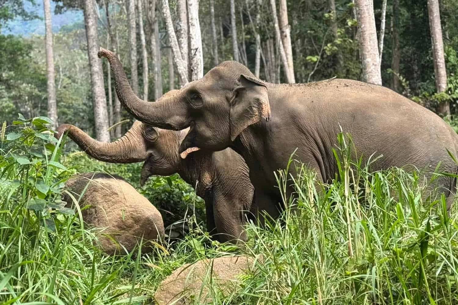 Sunshine for Elephants (Elephant Nature Park)