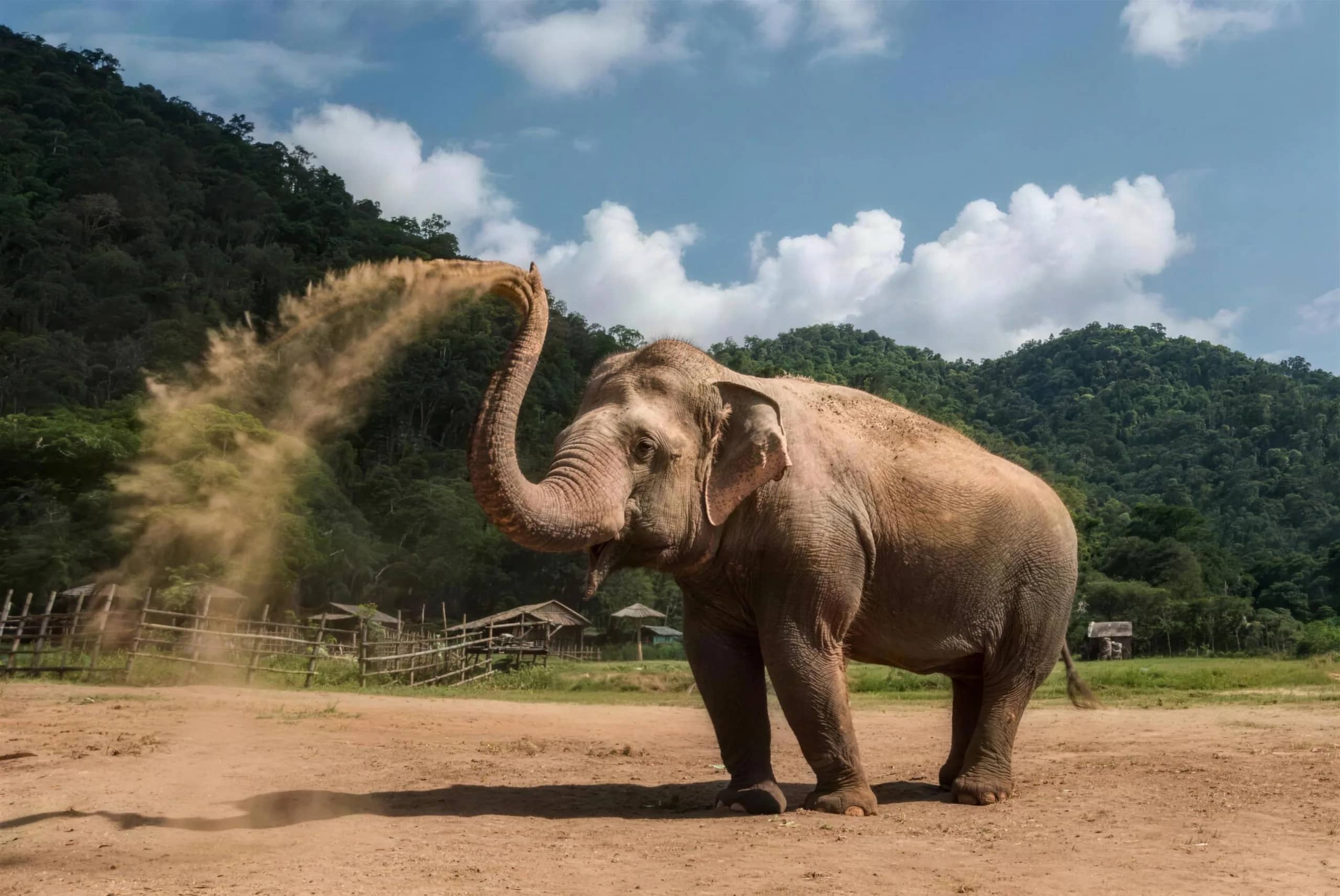 An elephant throws a spray of dust over its back on open ground below green hills