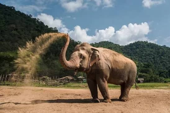 Sunshine for Elephants (Elephant Nature Park) - photo 2