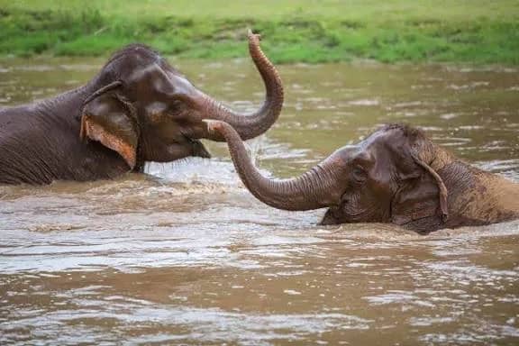Sunshine for Elephants (Elephant Nature Park) - photo 3