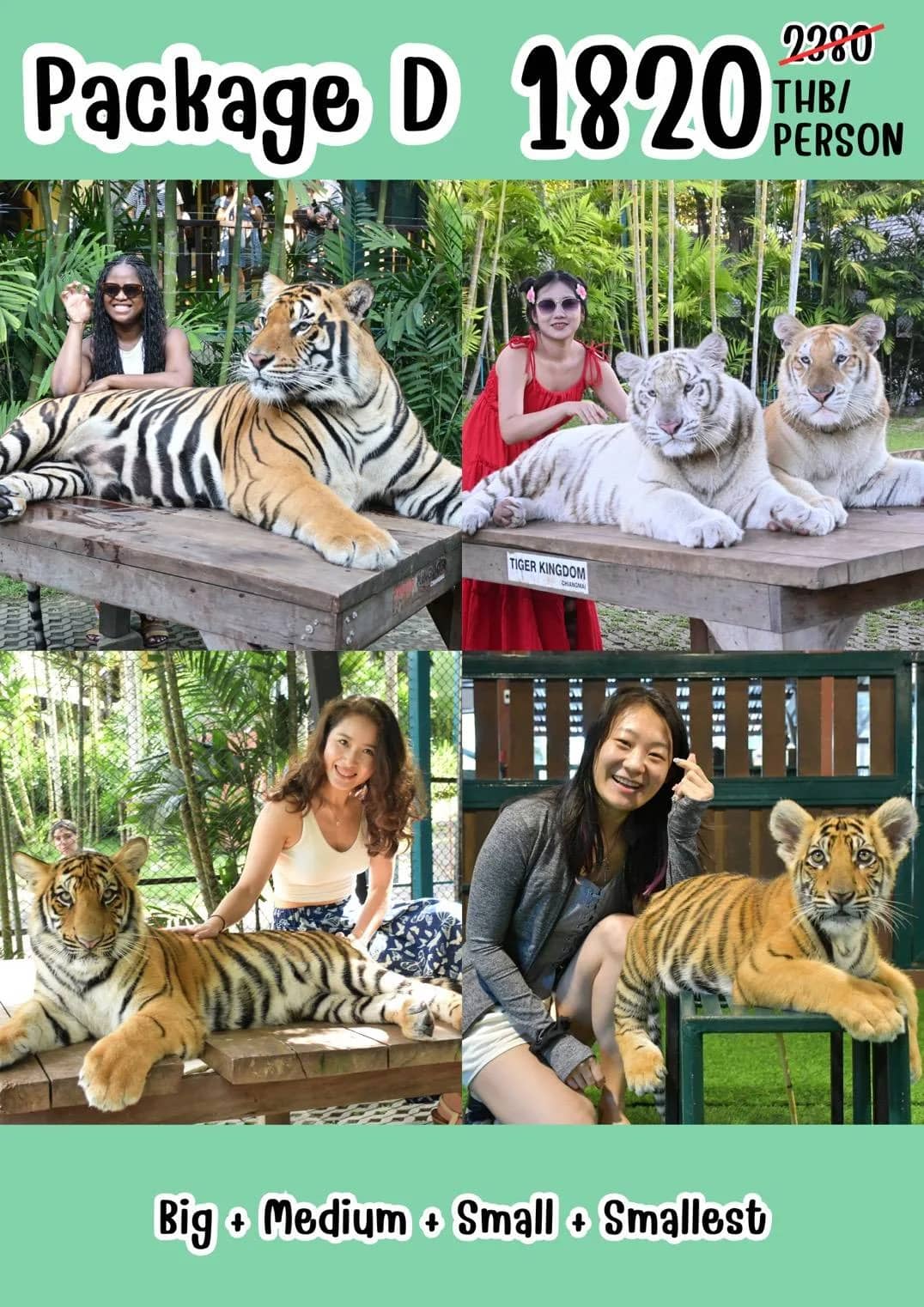Tiger Kingdom Chiang Mai - photo 17