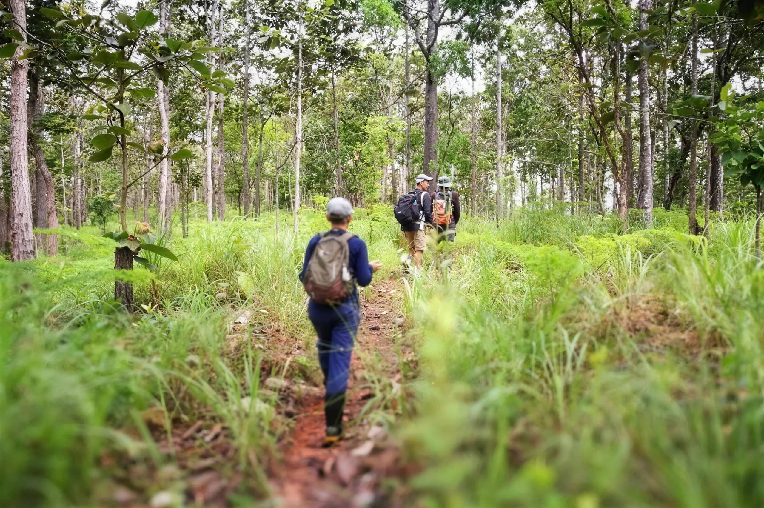 A hiker with a backpack follows a narrow path through tall grass and teak forest