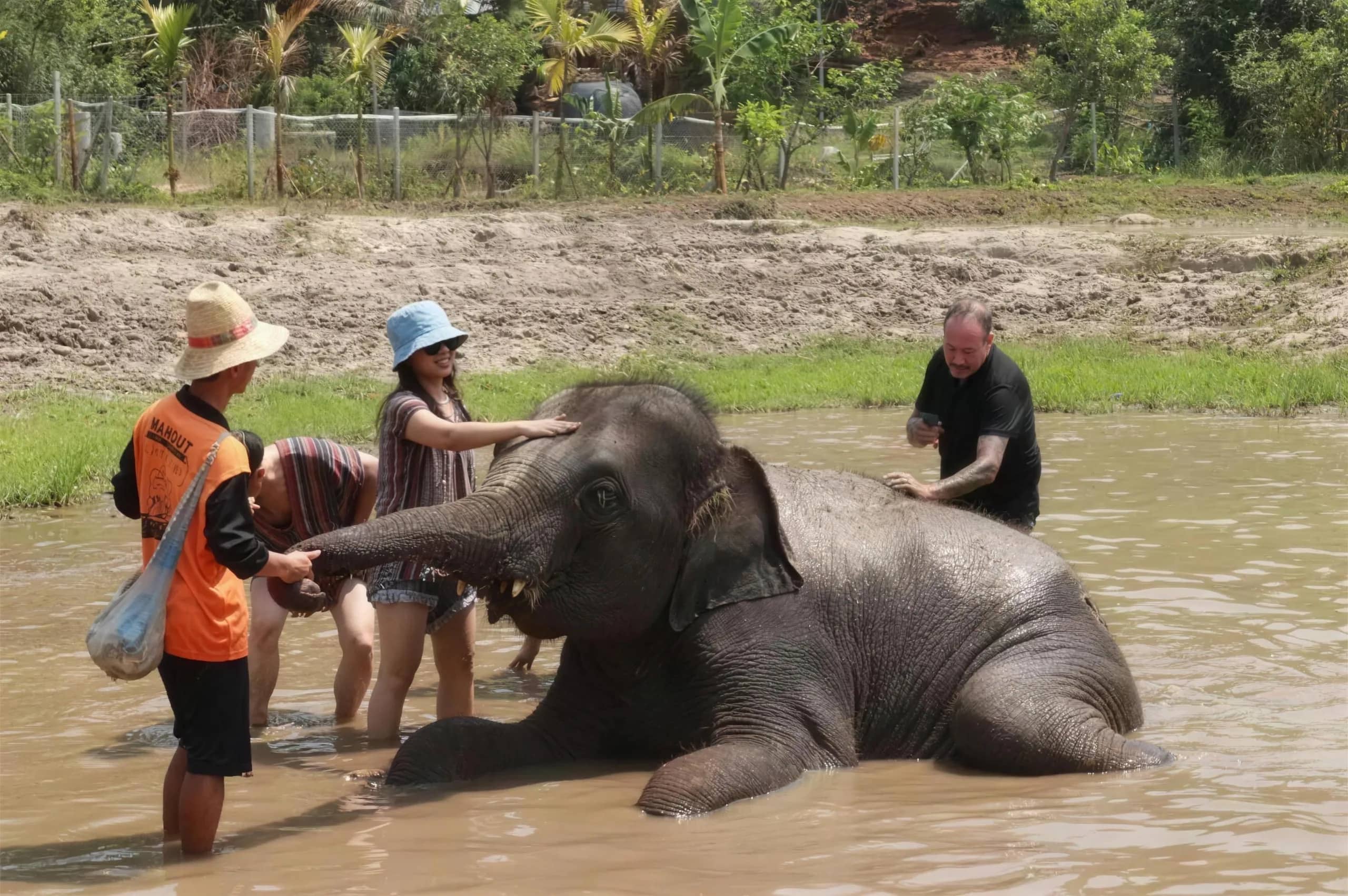 Visitors scrub an elephant lying down in a shallow muddy pond at the sanctuary